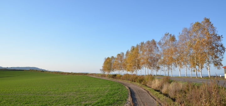 Patchiwork Biei Hokkaido trees