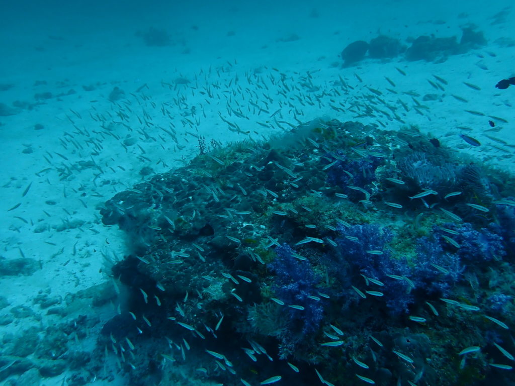 Similan island no. 9 scuba diving