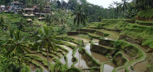 Tegalalang Rice Terrace