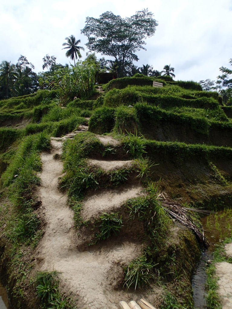 Tegalalang Rice Terrace path