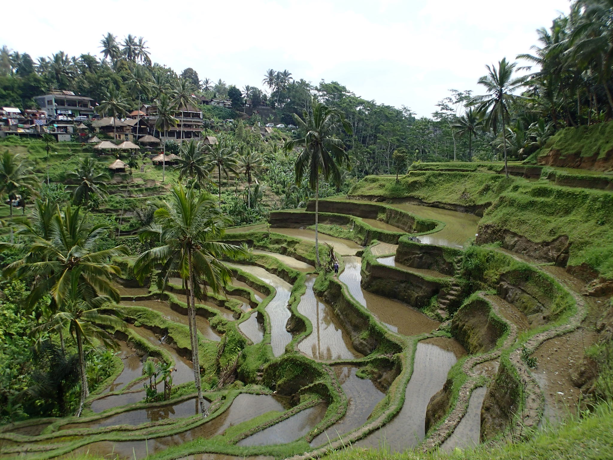 Tegalalang Rice Terrace