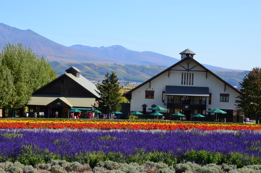 Tomita Farm Furano Hokkaido 1