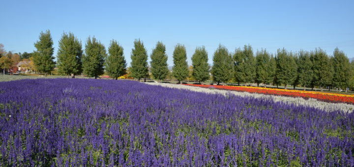 Tomita Farm Furano Hokkaido