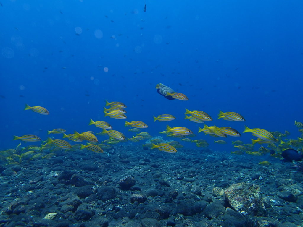 Tulamben Bali Coral Garden 1