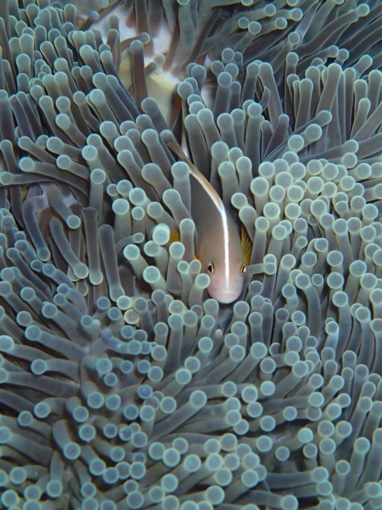 Tulamben Bali Coral Garden 10