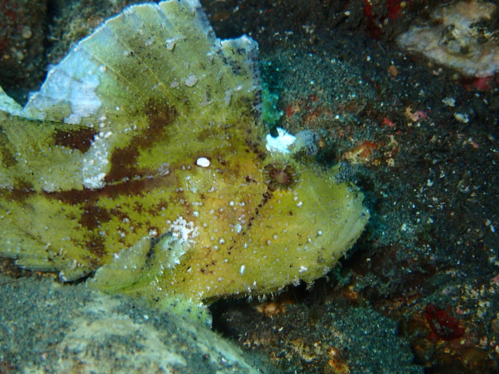 Tulamben Bali Coral Garden 2