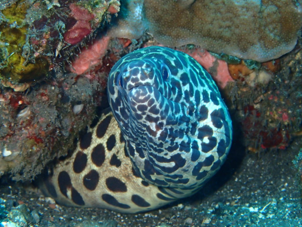 Tulamben Bali Coral Garden 3