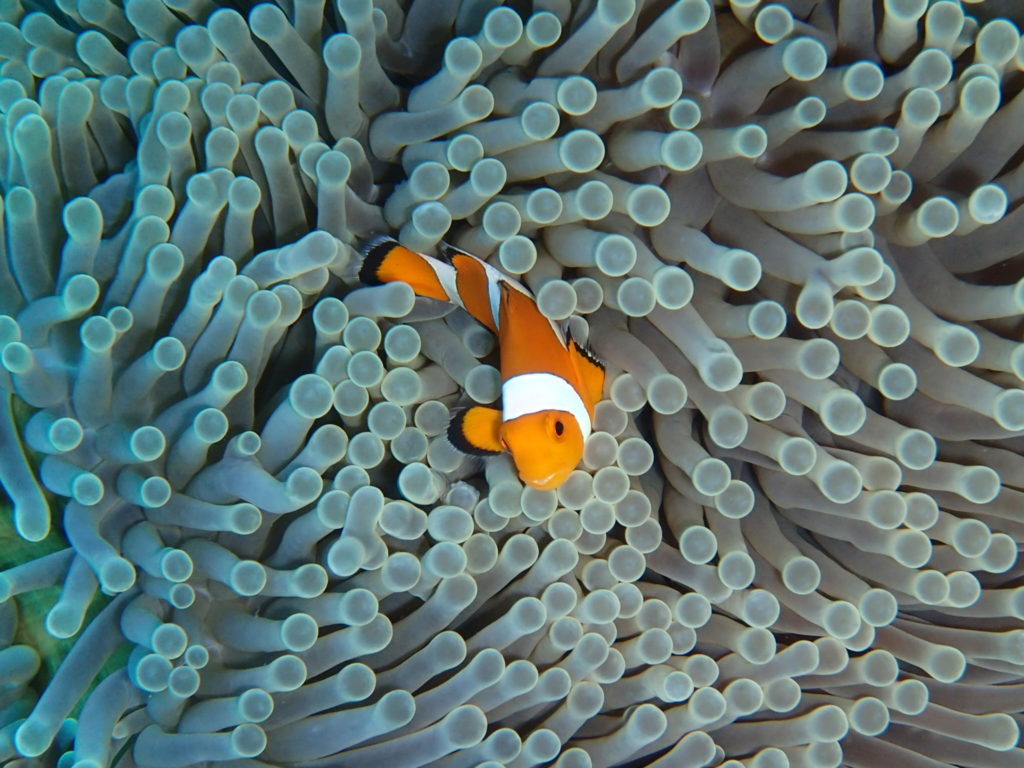 Tulamben Bali Coral Garden 9