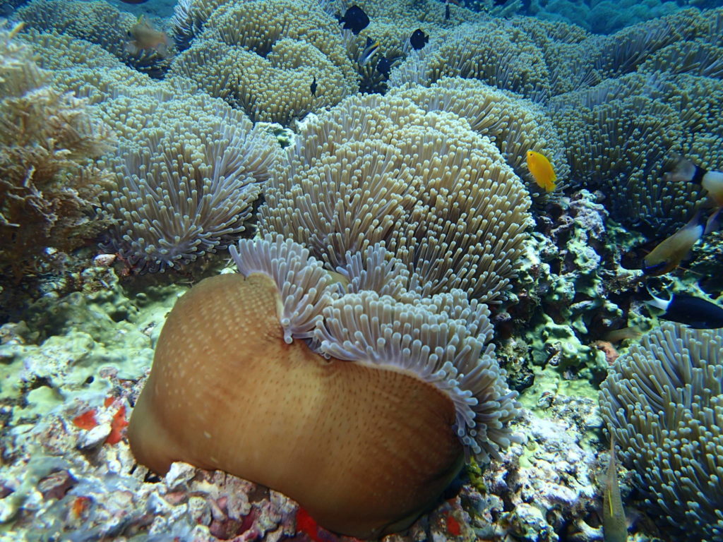 Tulamben Bali Diving Coral Garden