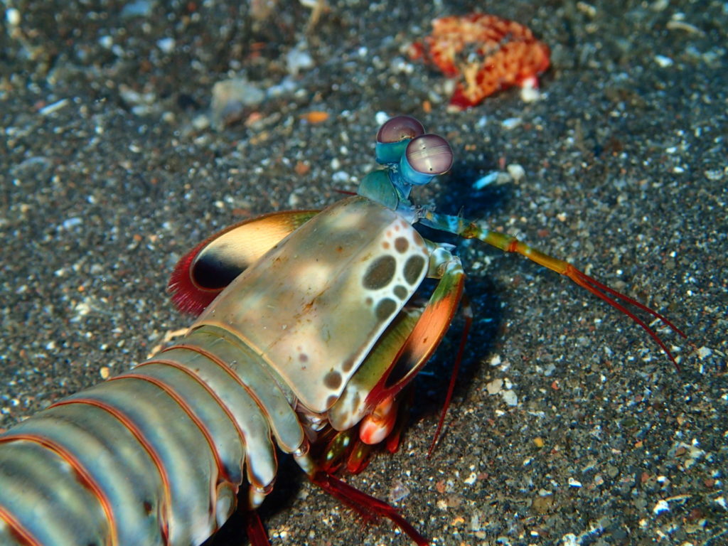 USS Liberty Wreck Bali D1 shirmp 1