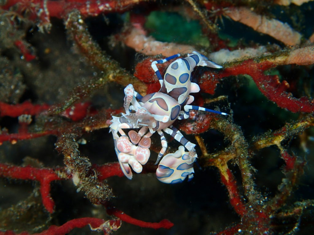 USS Liberty Wreck Bali D1 shrimp