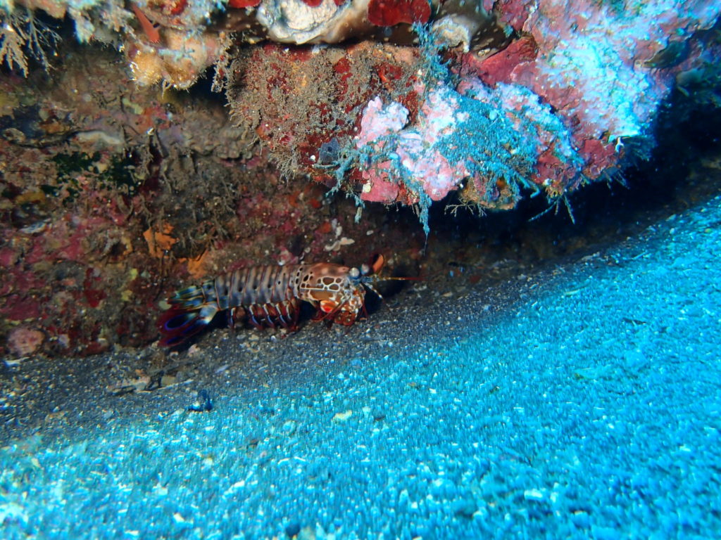 USS Liberty Wreck Bali D2 6