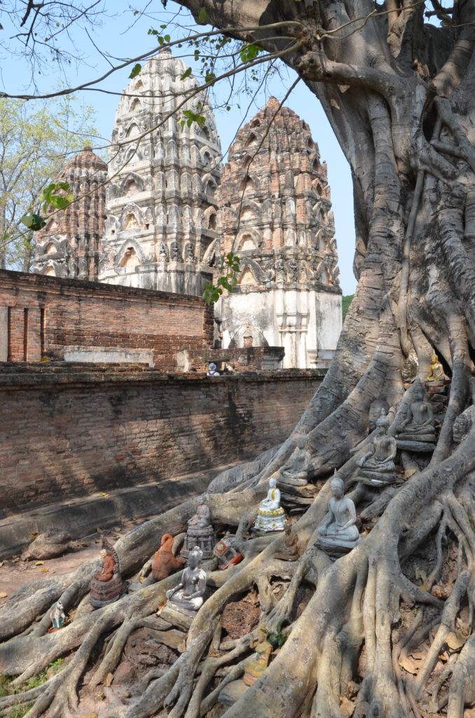 Wat Si Sawasi Sukhothai tree