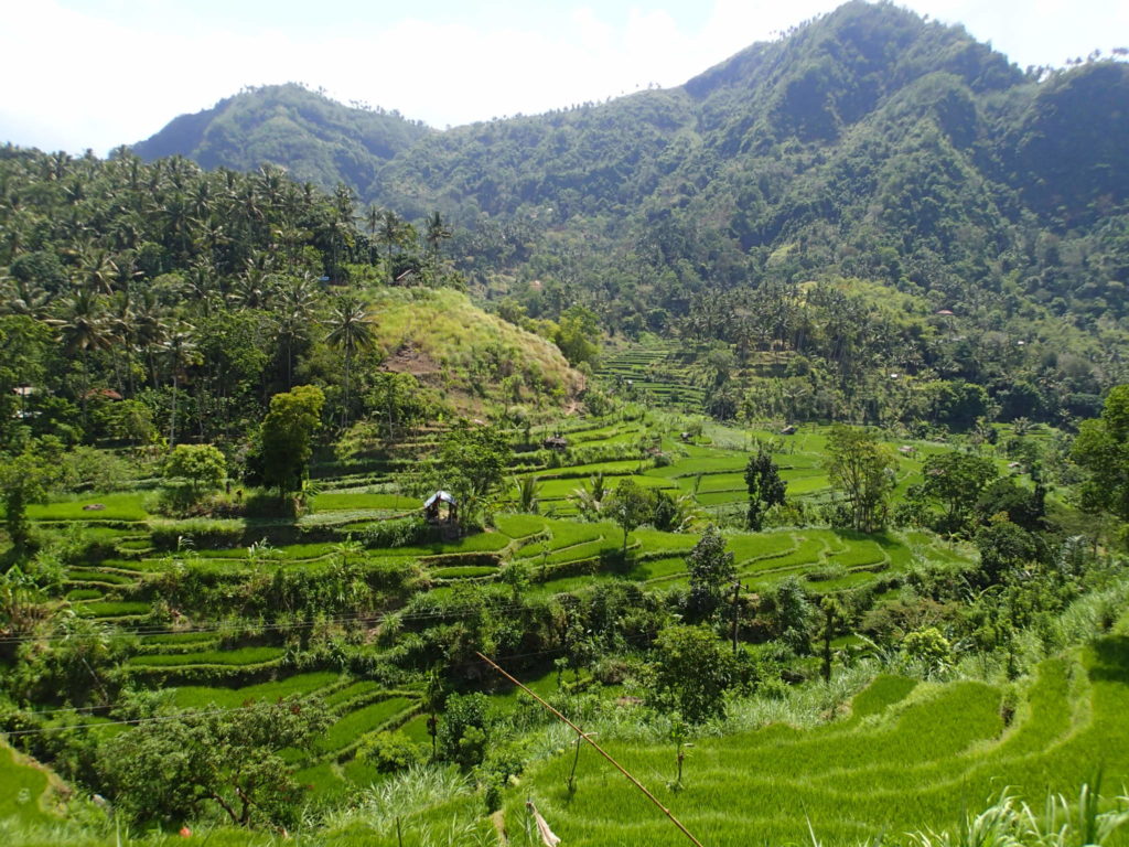 east Bali rice terraces