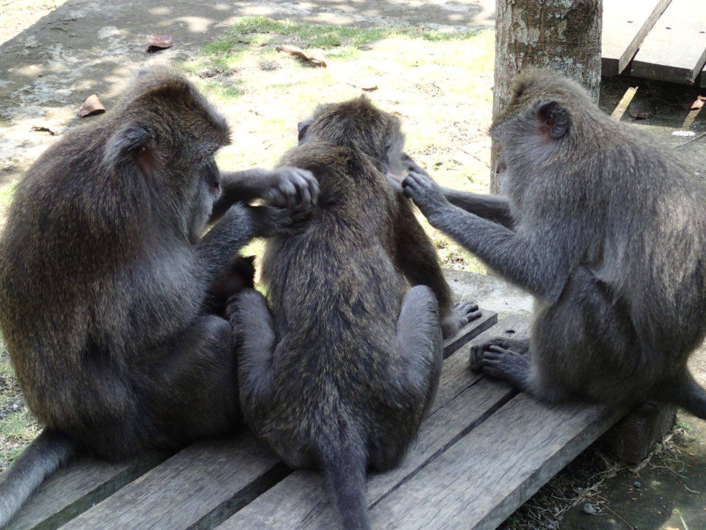 monkey friendship ubud bali