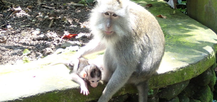 monkeys ubud bali