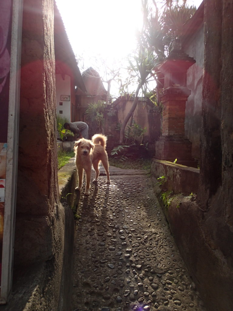 watching dog ubud bali